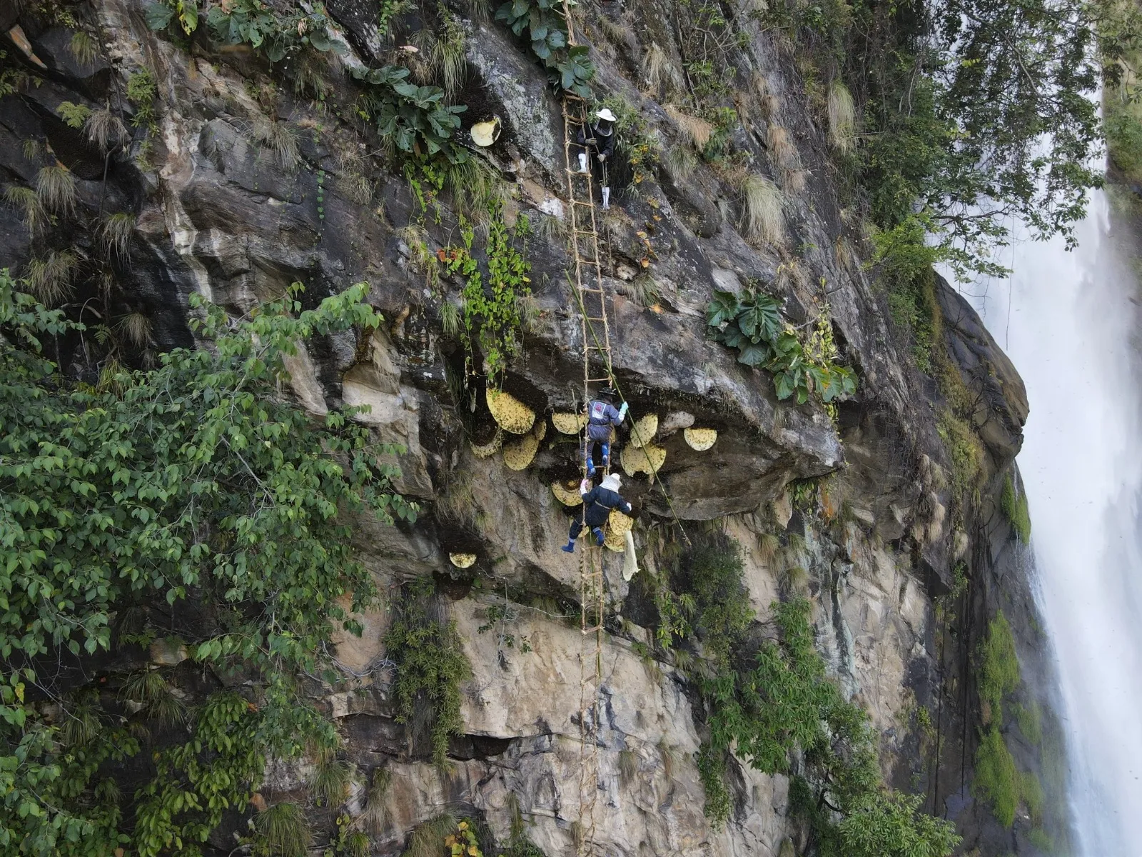 Honey Hunting with Annapurna Trek