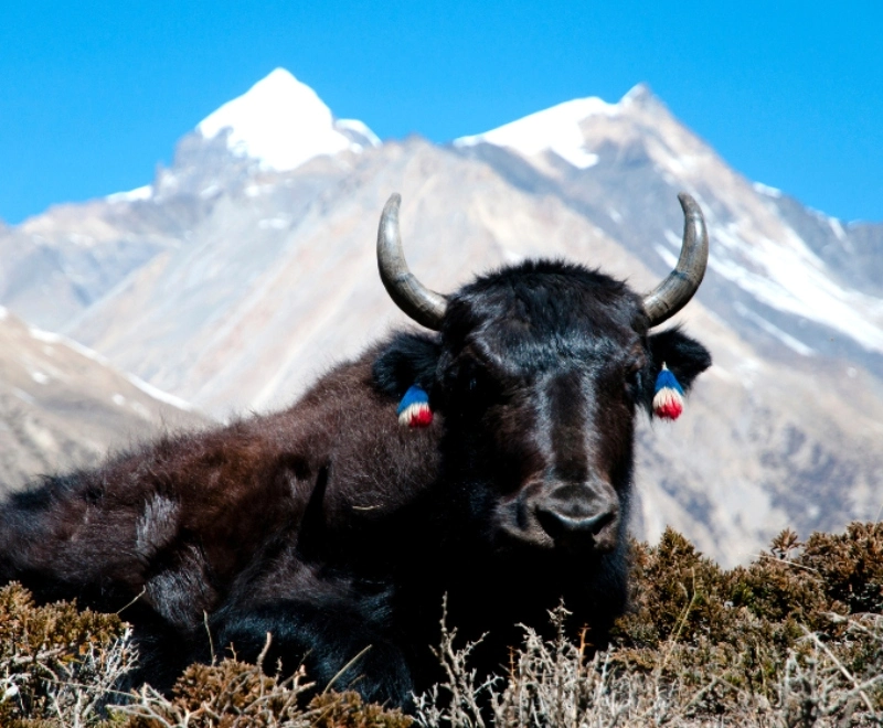 Why Nepal Is the Ultimate Destination for Rare Alpine Wildlife Encounters?